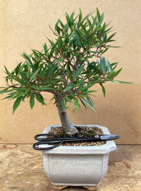 Willow Leaf Fig Bonsai Plants In Hornsby Heights Nsw Gumtree Australia