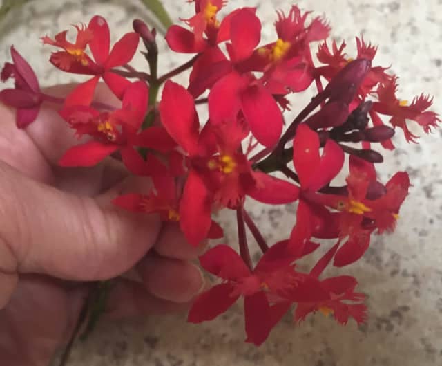 Crucifix Orchid Red Flower Baby Plants Sprouts Keikis Ready To Plant