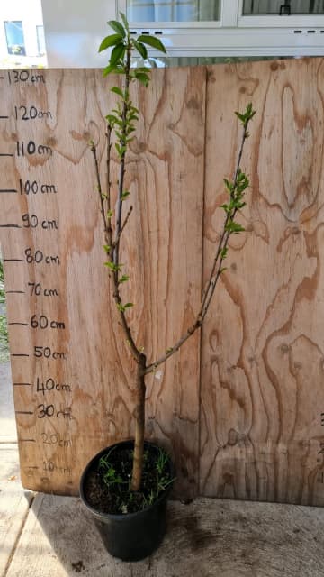 Flowering Dwarf Stella Cherry Tree In Cm Pot Plants Gumtree