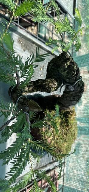 Bonsai Swamp Cypress Plants Gumtree Australia Port Macquarie City