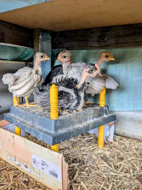 Naked Neck Frizzle Straight Chickens Livestock Gumtree Australia