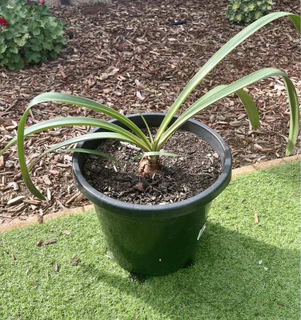 Hippeastrum Amaryllis Papilio Butterfly Plant Bulb In Pot Plants