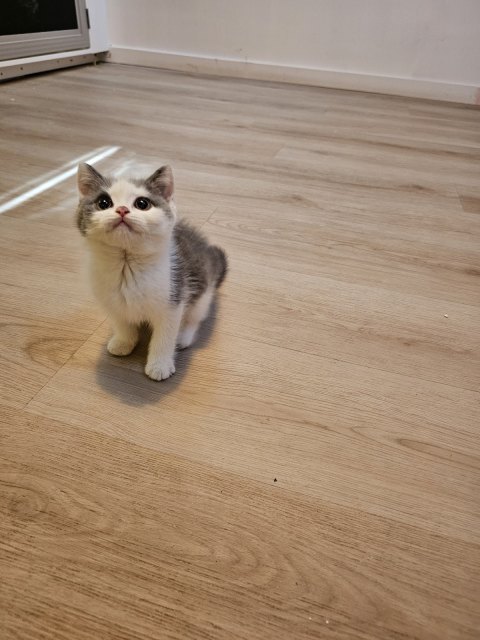 Purebred British Shorthair Blue And White Boy Cats Kittens