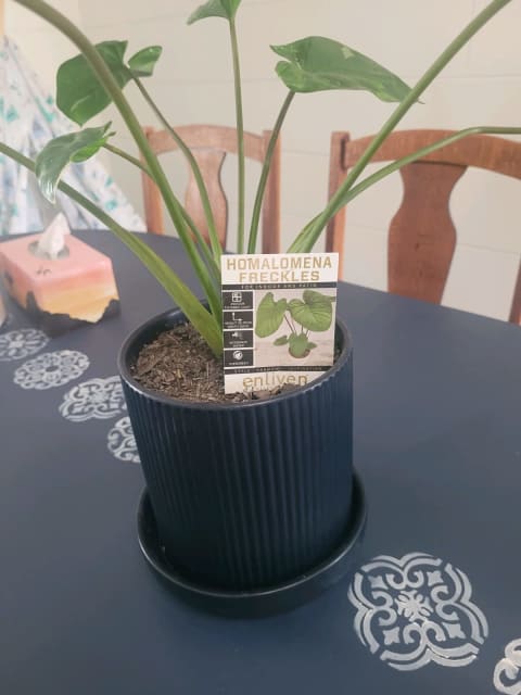 Homalomena Freckles In A Pot With Tray Plants Gumtree Australia