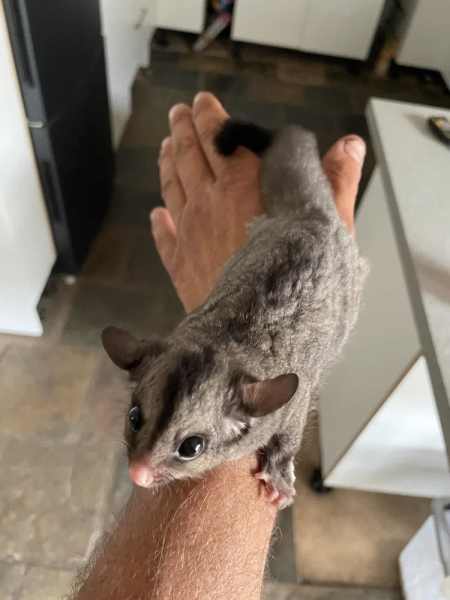 Sugar glider sale gumtree