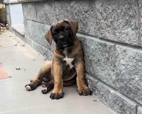 Boerboel puppies for sale hot sale gumtree