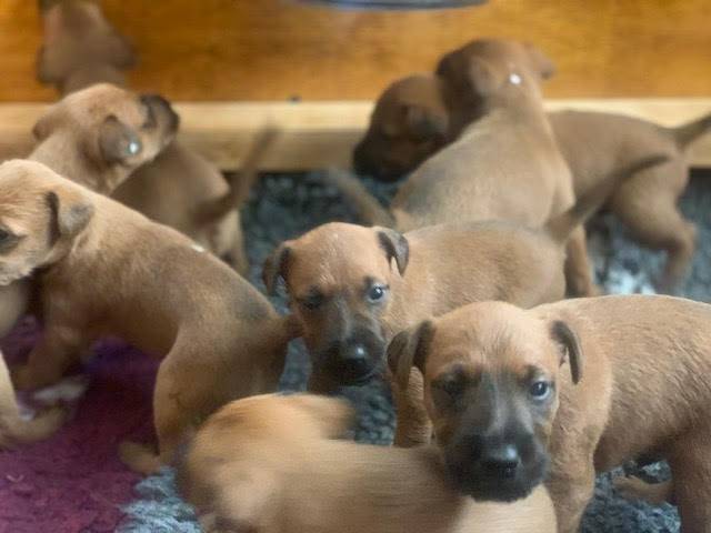 how many puppies are born in a irish terrier litter