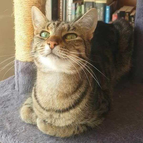 8067 Sissy CAT for ADOPTION Vet Work Included Cats