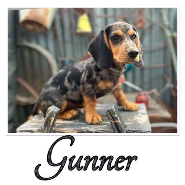 Gumtree clearance sausage dog