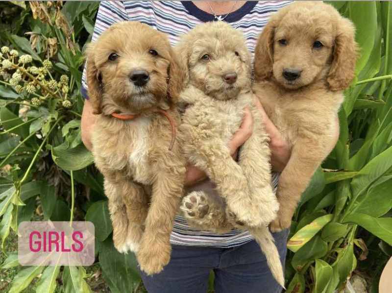 Goldendoodle gumtree hot sale