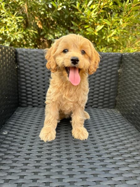 Toy 2024 cavoodle gumtree