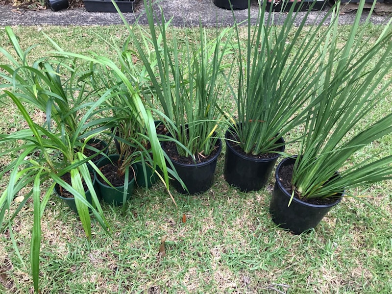 Aust native grasses, Lomandra & Dianella package628633934571541116