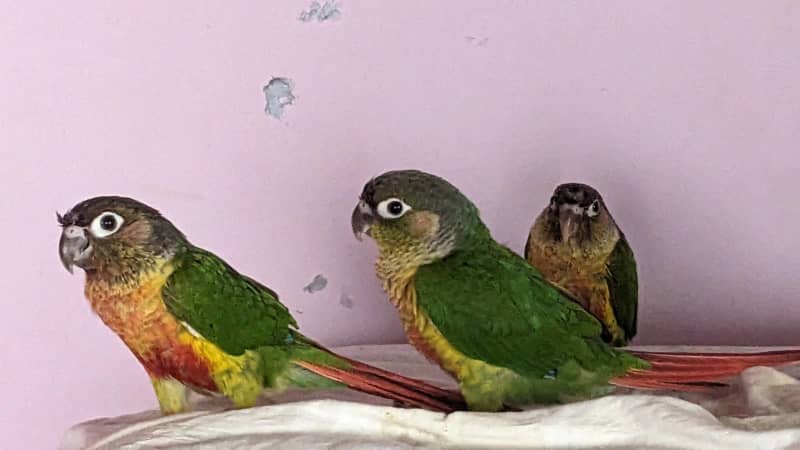 green cheek conure gumtree