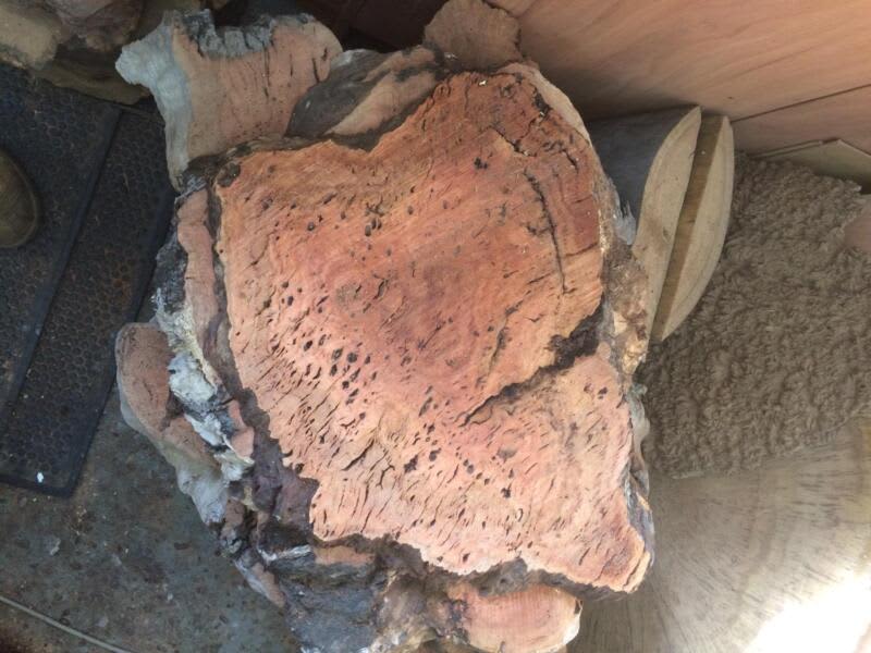 Hardwood live edge timber slab burl slices- from $10063008423324418113