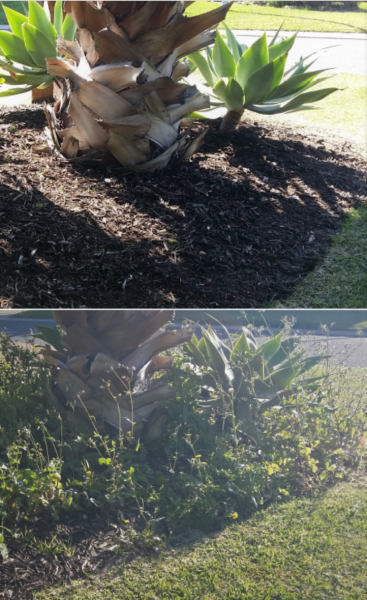 Gardening and Horticulture Service62863396595331113