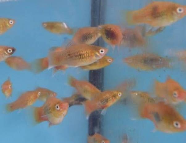 feeder platies for sale