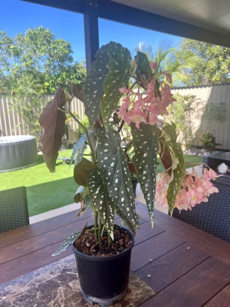 begonias in Queensland | Gumtree Australia Free Local Classifieds