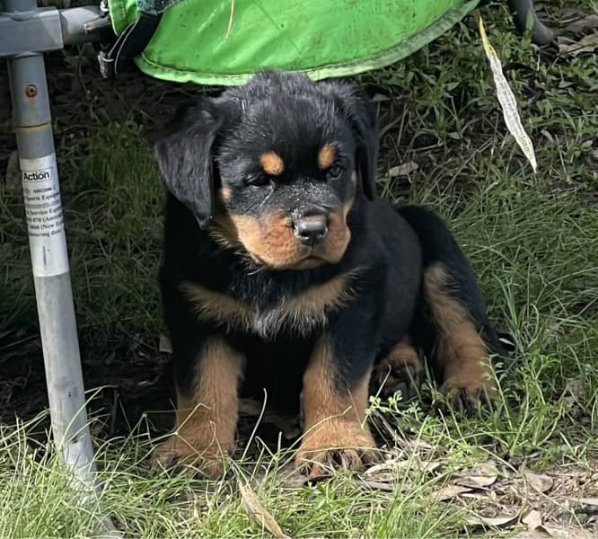 are there rottweilers in south africa