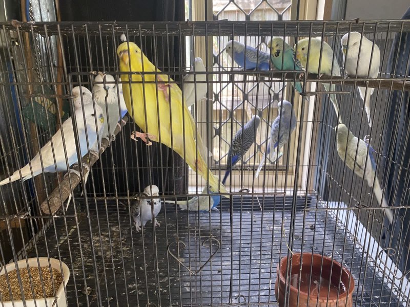 cage birds for sale north east