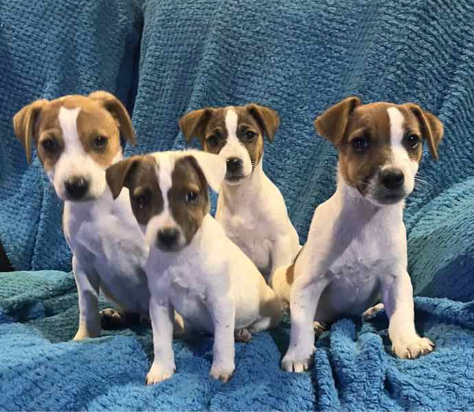 Jack russell puppies for sale hot sale on gumtree