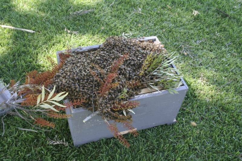 Bee Swarm Removal - Wagga area62863393194369112