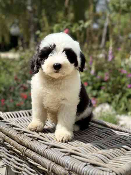 Sheepadoodle victoria 2024