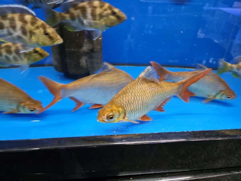 village tropical fish