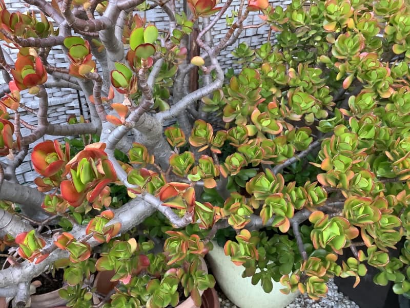 Jade Large Leaf