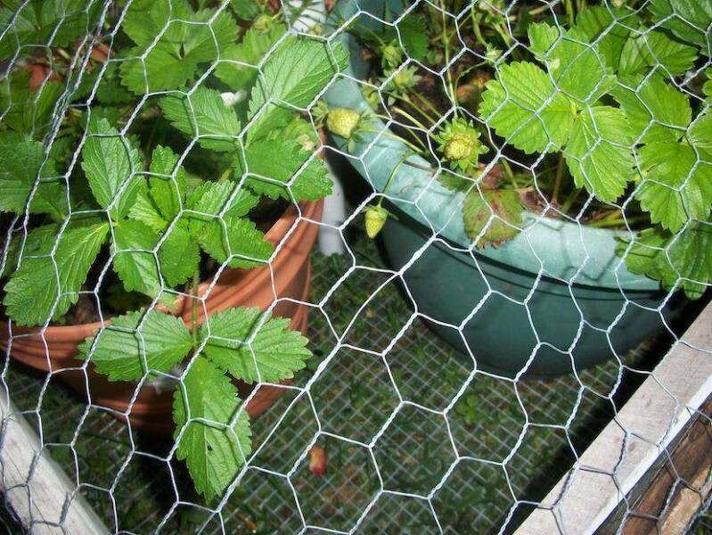 0.9m x 50m x 0.6mm Chicken hexagonal wire netting(Hole: 23mm x 13mm)63007429897729114