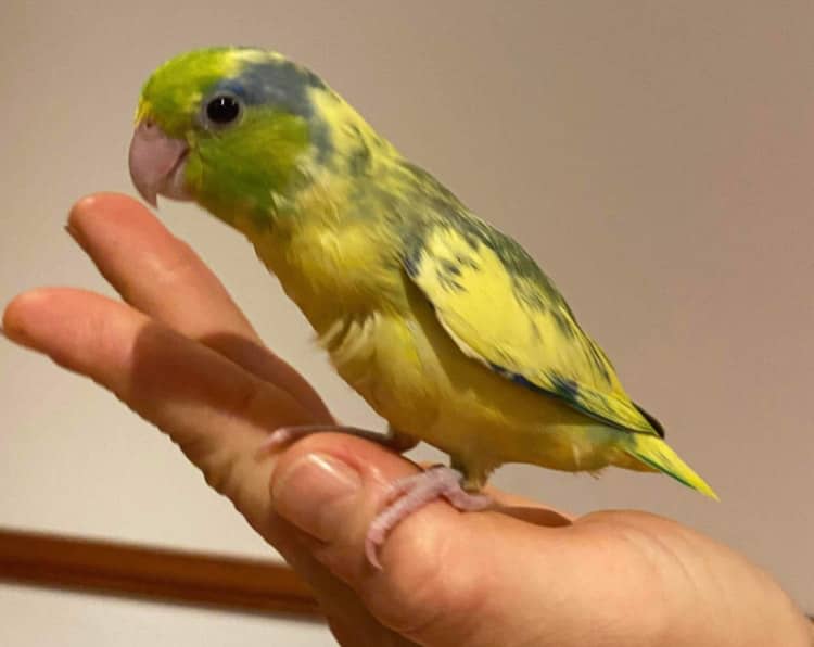 parrotlet Birds Gumtree Australia Free Local Classifieds