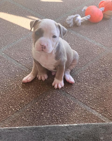 Staffie puppies for sale hot sale gumtree