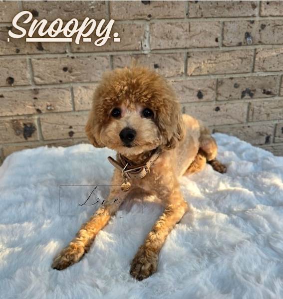 Clip Poochon Teddy Bear Toy Poodle Kennel Hot Sale