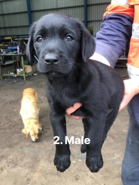 can 2 golden dogs have black pups