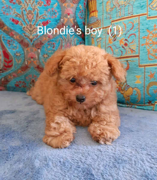 toy poodle for sale gumtree