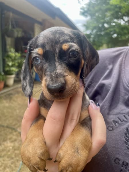 Dachshund cheap puppies gumtree