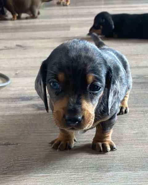 sausage dogs for sale gumtree