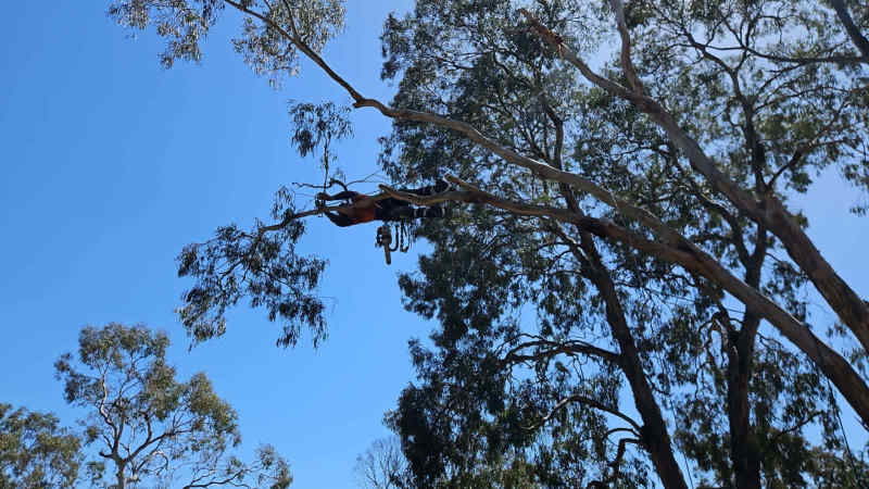 Eid Tree Services62863417940738111