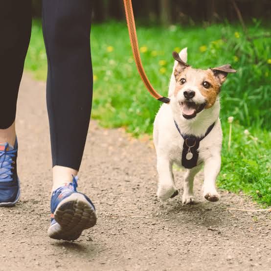 dog walking, pet sitting 62864726527745110
