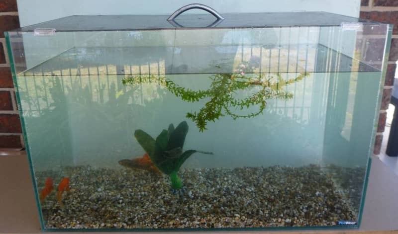2 feet glass aquarium