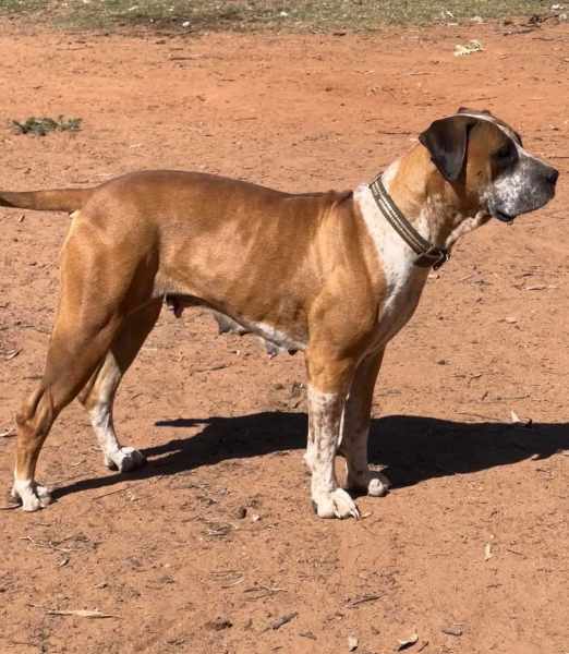 Boerboel for best sale sale gumtree