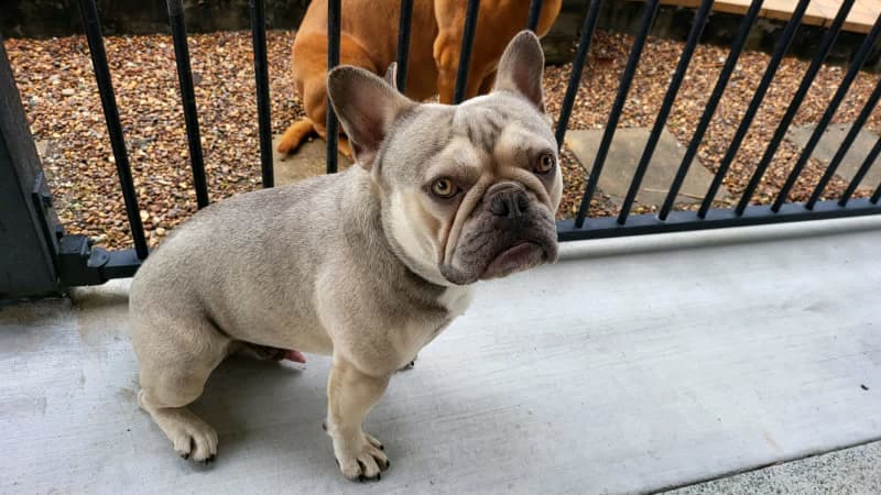 are blue fawn french bulldogs rare