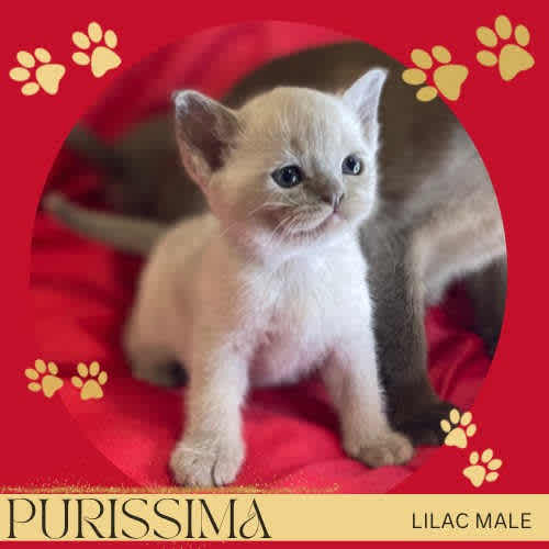 Burmese cats for sale gumtree cheap