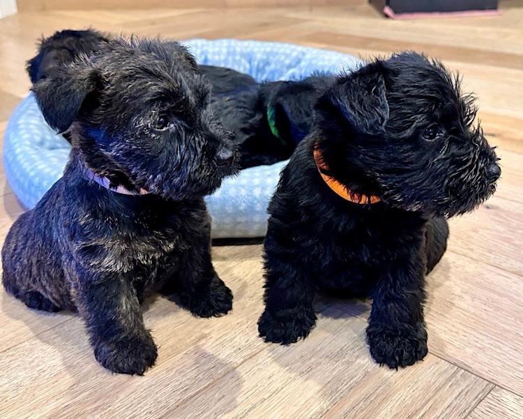 Scottish Terrier Our Generation Schnauzer Pup Scottish Terrier/