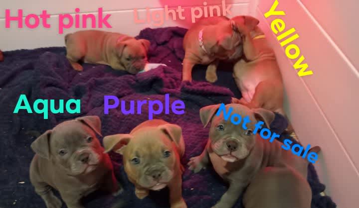 exotic American pocket bullies, Dogs & Puppies, Gumtree Australia  Playford Area - Smithfield