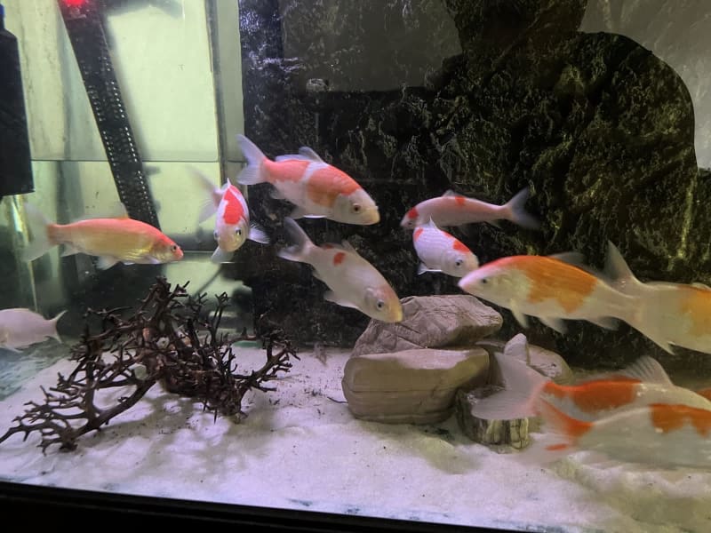 selling tropical fish from home