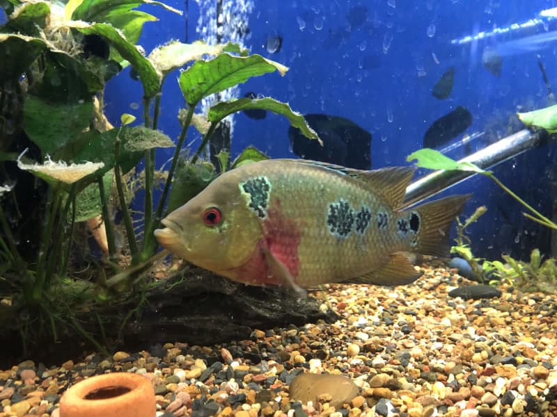 trimac cichlid for sale