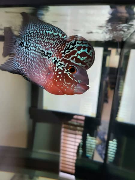 black kamfa flowerhorn for sale