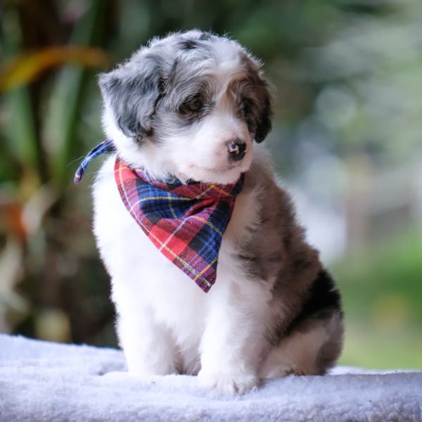 Blue Merle Borderdoodle Bordoodle Bordoodle Blue Heeler Mix Border