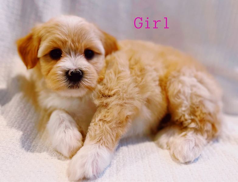 teddy bear dog puppies for sale near me