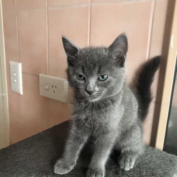 Russian blue hot sale gumtree